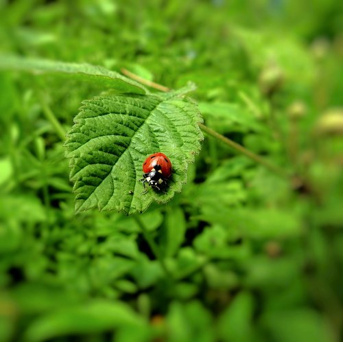 ladybug  insect  the beetle