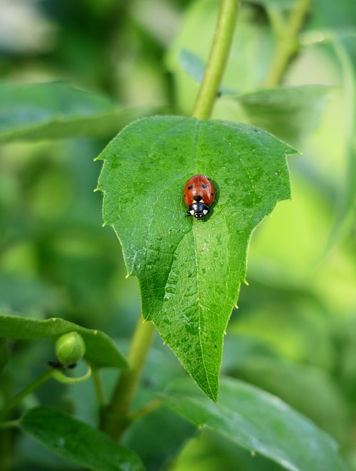 ladybug  leaf  green