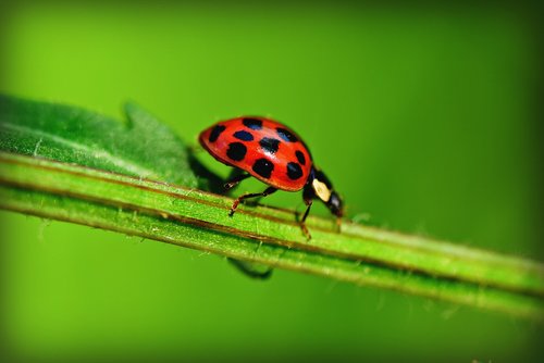 ladybug  beetle  insect
