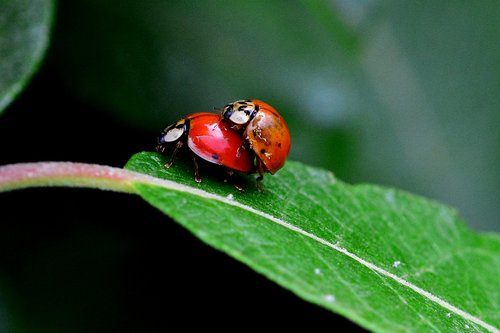 ladybug  pairing  close up