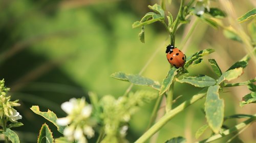 ladybug  summer  nature