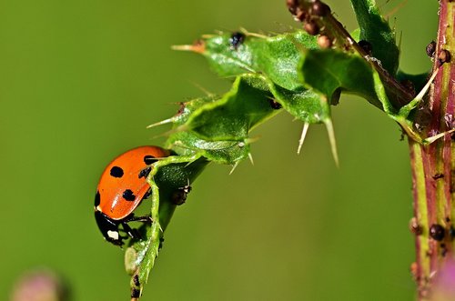 ladybug  leaf  aphid