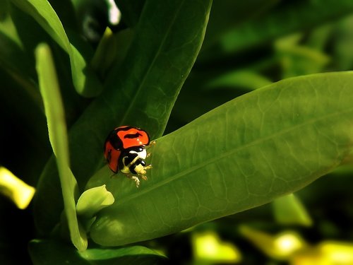 ladybug  coquito  green