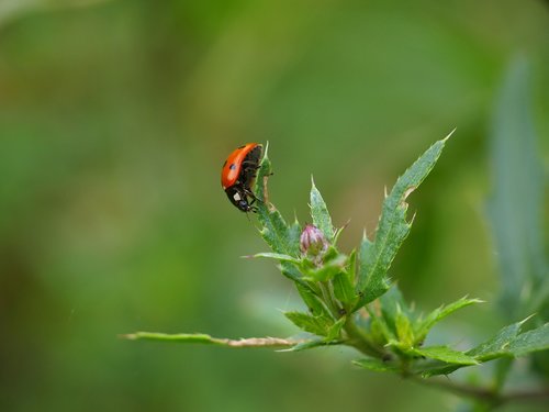 ladybug  insect  nature