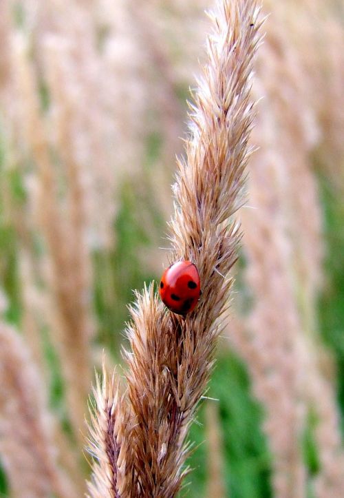 ladybug grass meadow