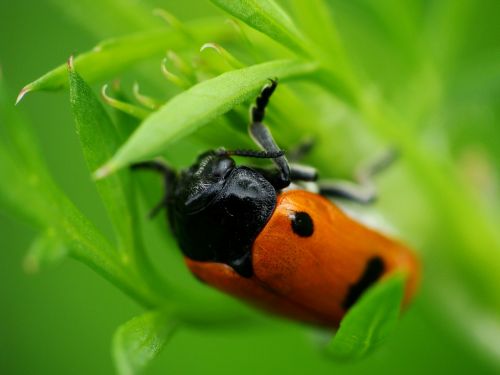 ladybug grass worm