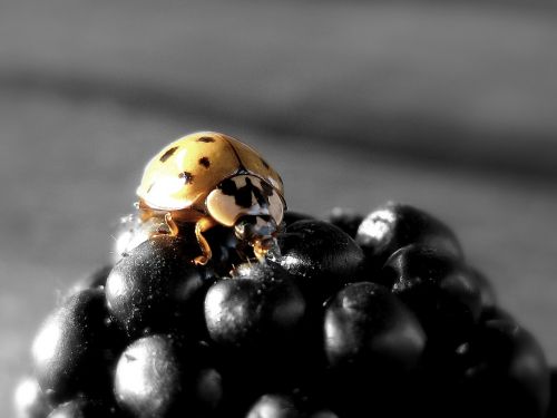 ladybug blackberry insect