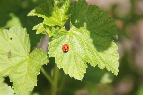 ladybug stinging nettle flower