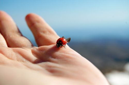ladybug ladybird hand