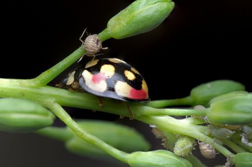 ladybug aphids nature
