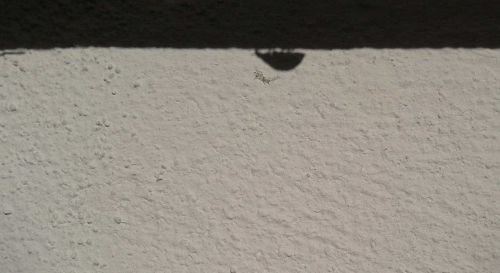 ladybug insect shadow