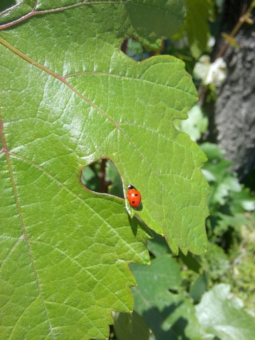 ladybug leaves suspended
