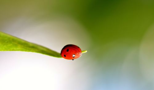 ladybug spring ladybugs