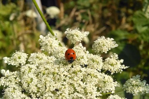 ladybug flower insect