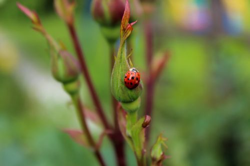 ladybug bug insect