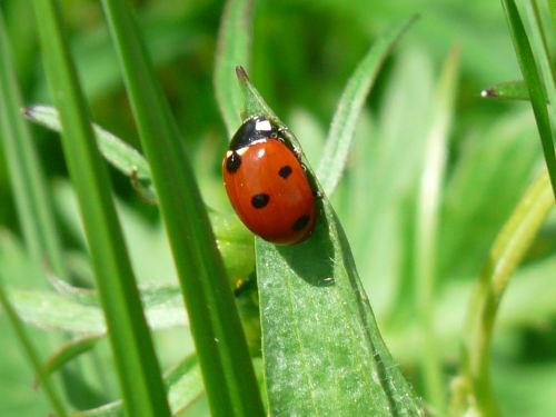 ladybug beetle red