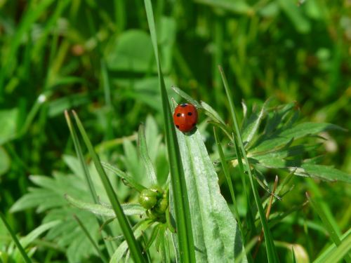 ladybug beetle red