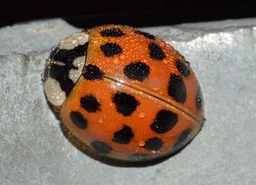 ladybug insects harmonia