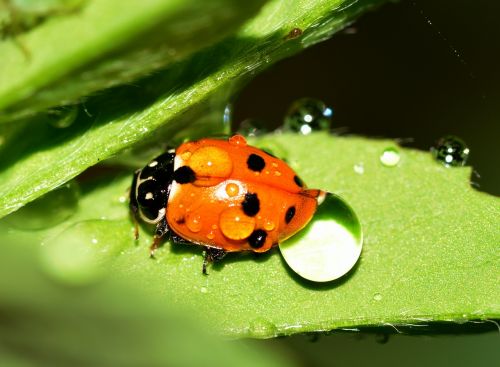 ladybug insects beetles