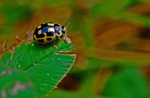 ladybug macro insect