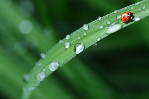 ladybug drop of water rain