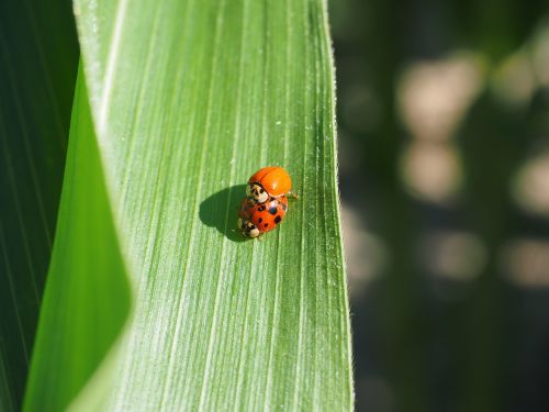 ladybug pairing beetle