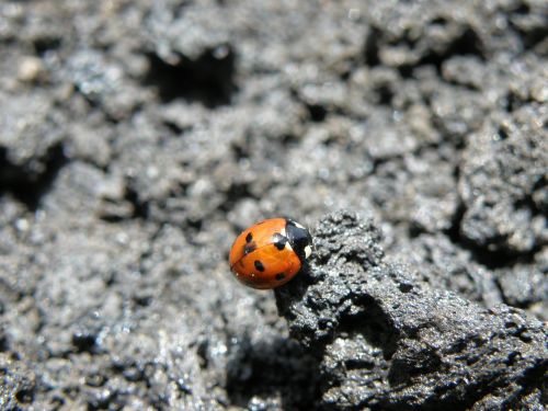 ladybug insect