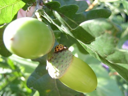 ladybug yellow acorns