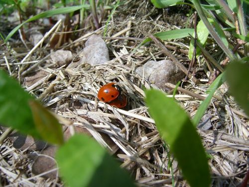 ladybug red act