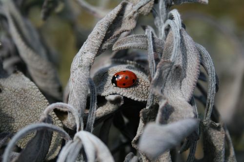 ladybug ladybird nature