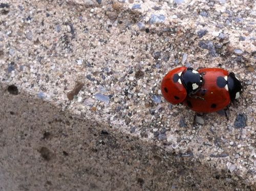 ladybug pebble nature