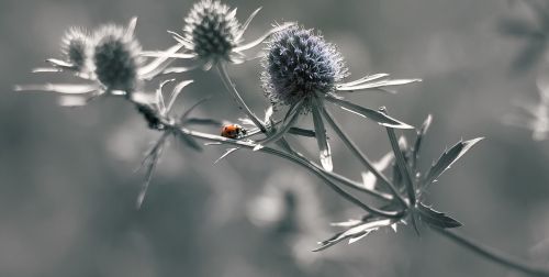 ladybug insects wild life
