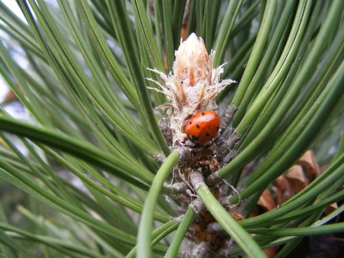 ladybug pine wood