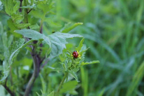 ladybug insect nature