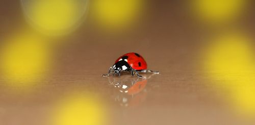 ladybug lucky charm beetle