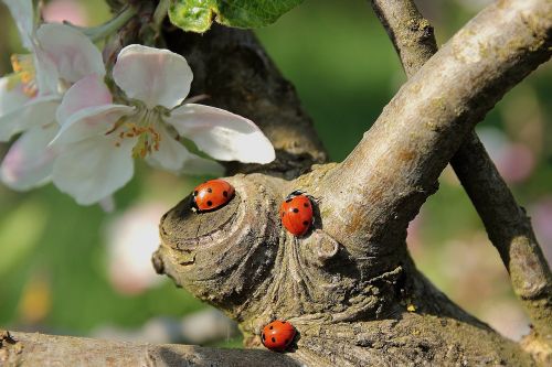 ladybug apple blossom branch