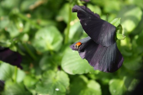 ladybug purple flower