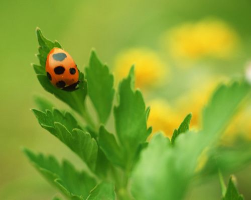 ladybug spring abstract