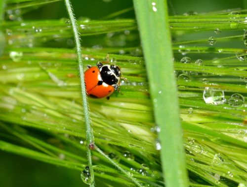 ladybug insects beetles