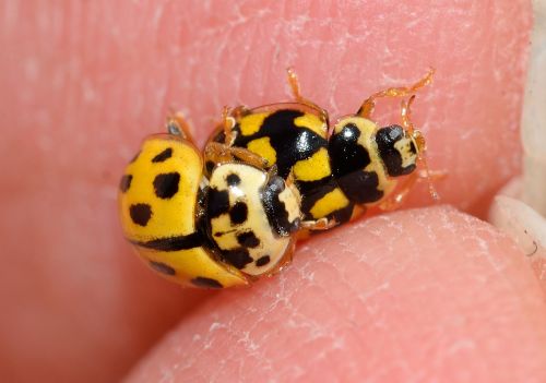 ladybug the trilogy quatuordecimpunctata