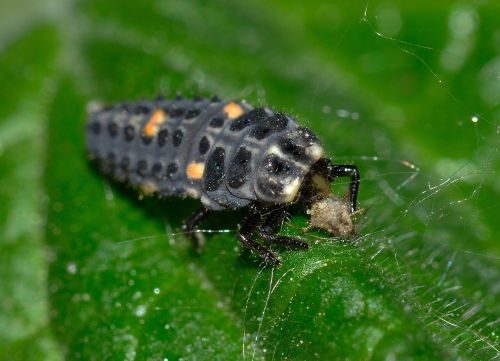 ladybug sectepuntata larva