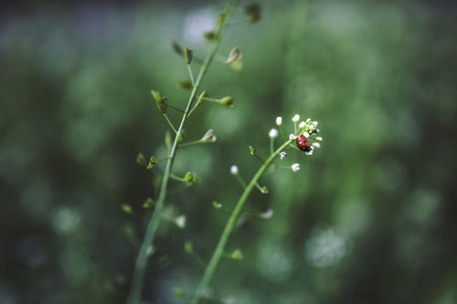 ladybug plant green