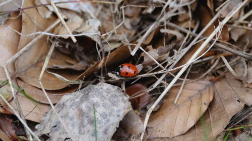 ladybug leaves autumn