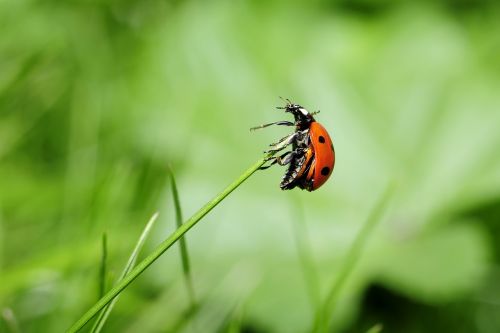 ladybug insect nature