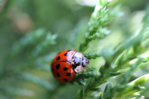 ladybug insect nature