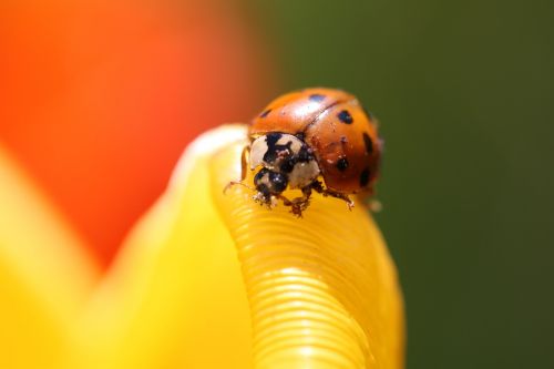 ladybug flower nature