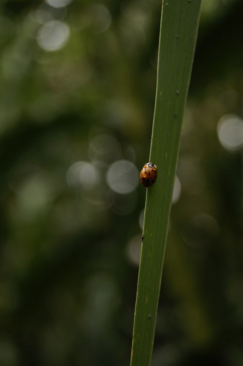 ladybug foliage after the rain