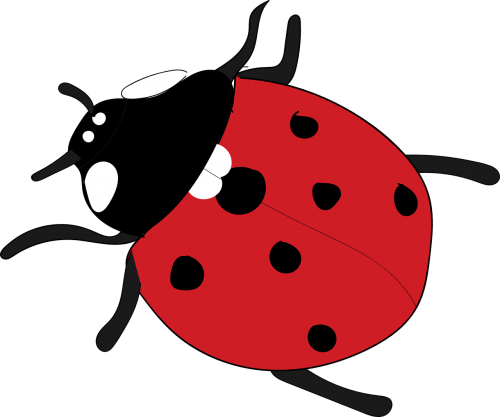 ladybug red insect