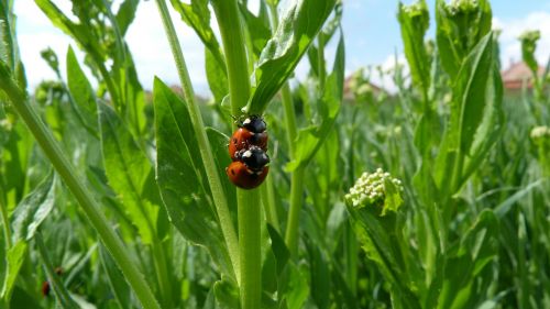 ladybug beetle grass