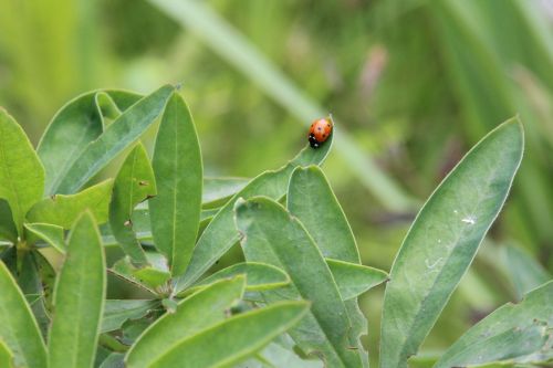 ladybug plant nature